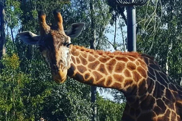 Looking to visit San Diego? We've got a full list of our favorite famiy travel activities and ways to save on San Diego travel